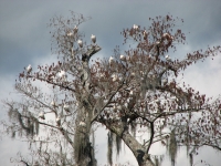 Ibis Tree